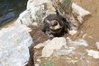 Humboldt-Pinguinmutter mit zwei frisch geschlüpften Küken
