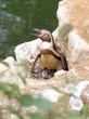 Humboldt-Pinguinmutter mit zwei frisch geschlüpften Küken