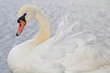 Schwan-19759b1