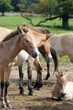 Przewalskipferde mit Fohlen im Tierpark Sababurg
