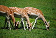 Wild Deer Grazing