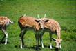Deer Grazing in the Meadow
