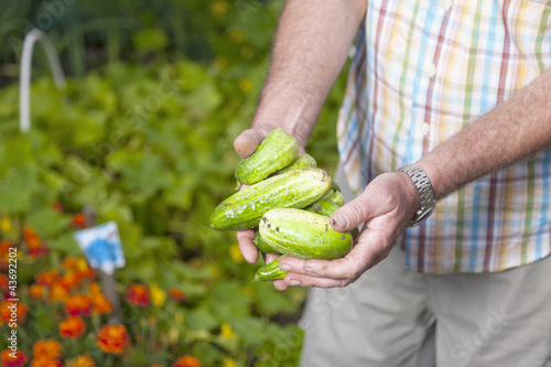 Photo: Gurken ernten im Gemüsegarten Gurken ernten im Gemüsegarten
