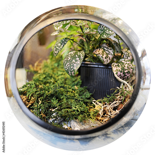 Photo: Garden in a Jar Garden in a Jar