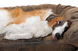 Borzoi dog in studio