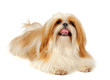 Shih Tzu in studio