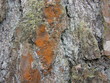 muster baumrinde