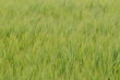 Foto: unreifes Getreide unreifes Getreide