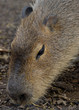 Portrait of an adult Capybara
