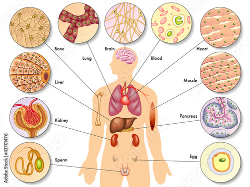 Vektor: cellule del corpo umano cellule del corpo umano