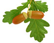 Photo: acorns with oak leafs isolated on white acorns with oak leafs isolated on white