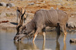 Großer Kudu