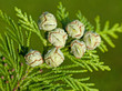 Lebensbaum - Thuja