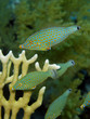 Group of Harlequin Filefish - Oxymonocanthus halli