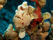 Painted Frogfish - Antennarius pictus
