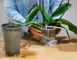 Taking good care of an exotic plant