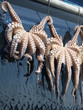 Octopuses