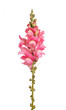 Single stem of pink shapdragon flowers isolated on white