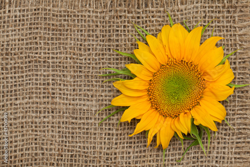 Photo: sunflower on sackcloth sunflower on sackcloth