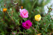 Mixed Portulaca
