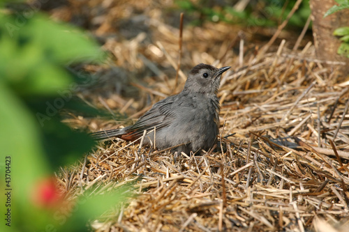 Photo: Gray Catbird Gray Catbird