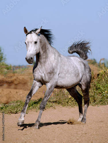 Photo: arab stallion arab stallion