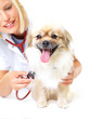 Photo: Regular check-ups ensure your pet's health Regular check-ups ensure your pet's health