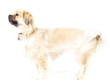 Photo: My tail has trouble keeping up with my happiness My tail has trouble keeping up with my happiness