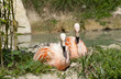 Two Pink Flamingos sitting next to a lake
