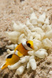 Anemonefish (Amphiprion bicinctus)