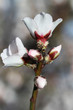 MANDELBLUETE_038