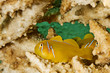 Photo: Citron coral goby (gobiodon citrinus) Citron coral goby (gobiodon citrinus)