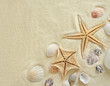 Starfish with shells on the Beach