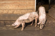 Schweine in Österreich
