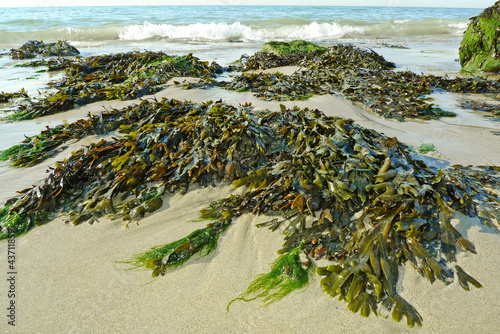 Photo: green seaweed on a beach and sea green seaweed on a beach and sea