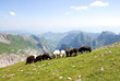 Alpstein - Alpen - Schweiz