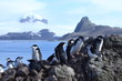 Kinnstreifen Zügelpinguin Pinguin