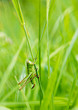The grasshopper sitting in the grass