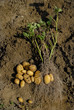 Kartoffelernte - 4