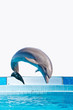 dolphin jumping