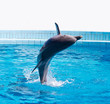 dolphin jumping