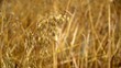 Video: Erntereifer Hafer Erntereifer Hafer