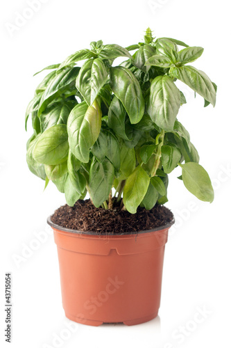 Photo: pot of fresh basil pot of fresh basil