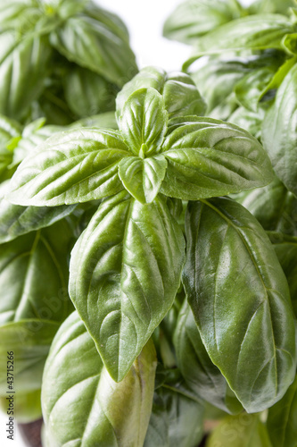Photo: fresh basil leaves fresh basil leaves
