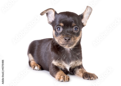 Photo: lying chihuahua puppy lying chihuahua puppy