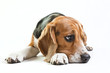 Cute beagle on white