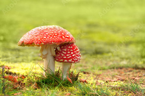 Photo: Zwei Fliegenpilze auf Wiese, Amanita muscaria, Giftpilze Zwei Fliegenpilze auf Wiese, Amanita muscaria, Giftpilze