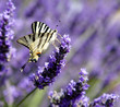 Mariposa en lavanda (Iphyclides podalirius)
