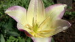 yellow tulp