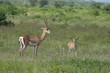 Antilope Antelope Springbock Baby in Kenya